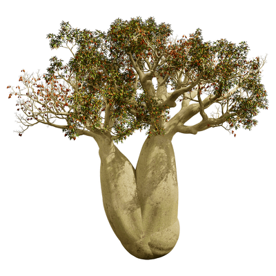 开花的瓶干树 瓶树3D模型（OBJ,FBX,MAX）