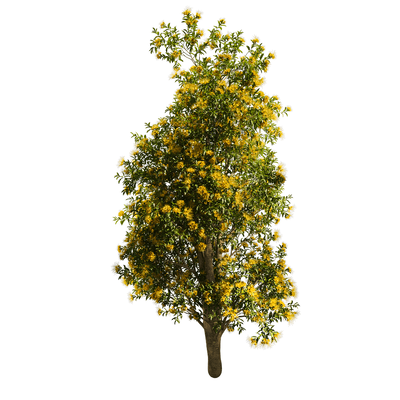 开满黄色花朵的Xanthostemon Chrysanthus金蒲桃树3D模型（OBJ,FBX,MAX）