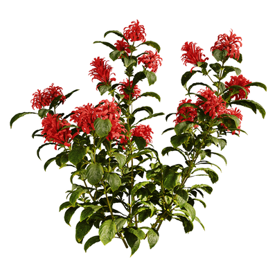 开红色花朵的珊瑚花植物3D模型（OBJ,FBX,MAX）