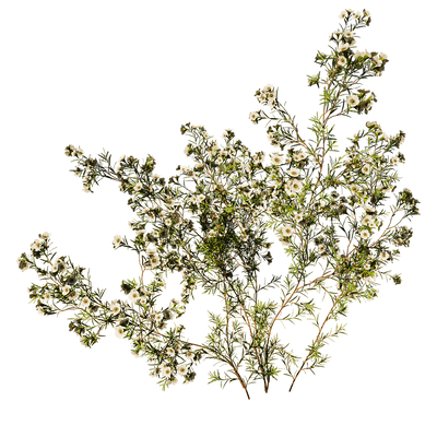 开花的Chamelaucium Uncinatum蜡花植物3D模型（OBJ,FBX,MAX）