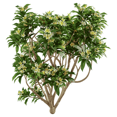 开黄色花朵的鸡蛋花树3D模型（OBJ,FBX,MAX）