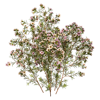 开花的Chamelaucium Uncinatum蜡花植物3D模型（OBJ,FBX,MAX）
