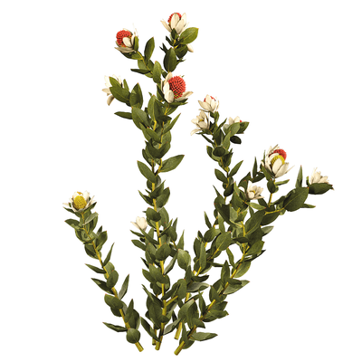 开花的Leucadendron Discolor木百合植物3D模型（OBJ,FBX,MAX）