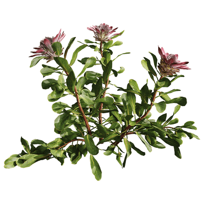 开花的Protea Cynaroides帝王花植物3D模型（OBJ,FBX,MAX）