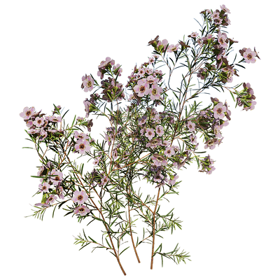 开花的Chamelaucium Uncinatum蜡花植物3D模型（OBJ,FBX,MAX）