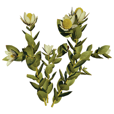 开花的Leucadendron Discolor木百合植物3D模型（OBJ,FBX,MAX）