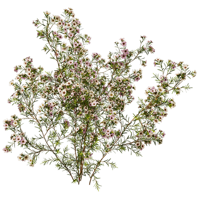 开花的Chamelaucium Uncinatum蜡花植物3D模型（OBJ,FBX,MAX）