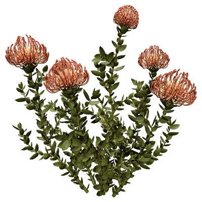 Leucospermum Cordifolium针垫花植物3D模型（OBJ,FBX,MAX）