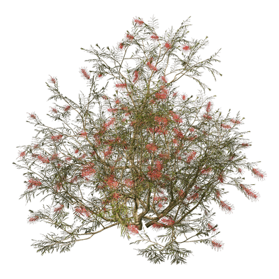 Grevillea Banksii开花的红花银桦树3D模型（OBJ,FBX,MAX）