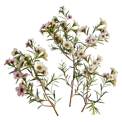 开花的Chamelaucium Uncinatum蜡花植物3D模型（OBJ,FBX,MAX）