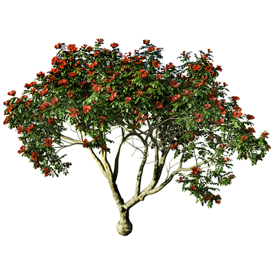 开花的火焰树3D模型（OBJ,FBX,MAX）