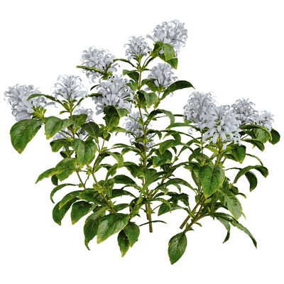 Cyrtanthera Carnea珊瑚花植物花丛 花枝3D模型（OBJ,FBX,MAX）