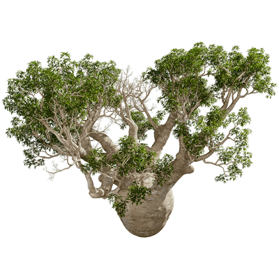 Adansonia Gregorii猴面包树3D模型（OBJ,FBX,MAX）