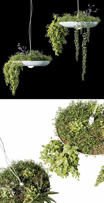 带绿植的吊灯 吊灯绿植盆栽3D模型（OBJ,MAX）