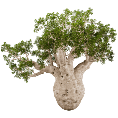 Adansonia Gregorii猴面包树3D模型（OBJ,FBX,MAX）