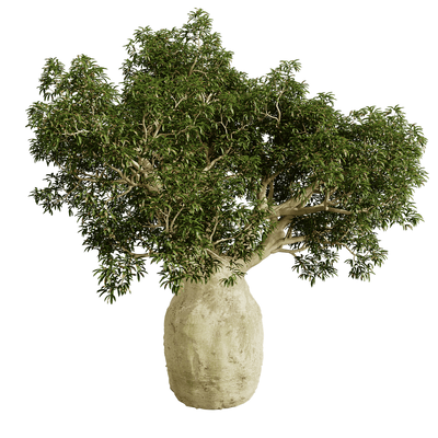 Brachychiton Rupestris瓶干树 瓶树3D模型（OBJ,FBX,MAX）