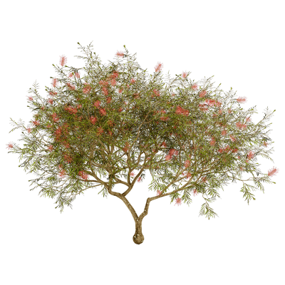 Grevillea Banksii开花的红花银桦树3D模型（OBJ,FBX,MAX）