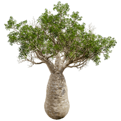 Adansonia Gregorii猴面包树3D模型（OBJ,FBX,MAX）