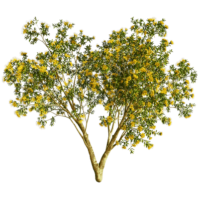 开满黄色花朵的Xanthostemon Chrysanthus金蒲桃树3D模型（OBJ,FBX,MAX）
