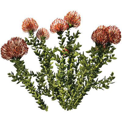 Leucospermum Cordifolium开花的针垫花植物 花枝3D模型（OBJ,FBX,MAX）