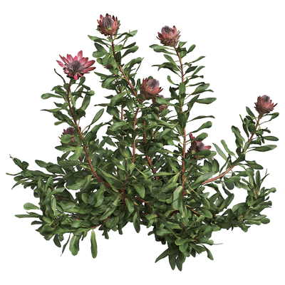开花的Protea Cynaroides帝王花植物3D模型（OBJ,FBX,MAX）