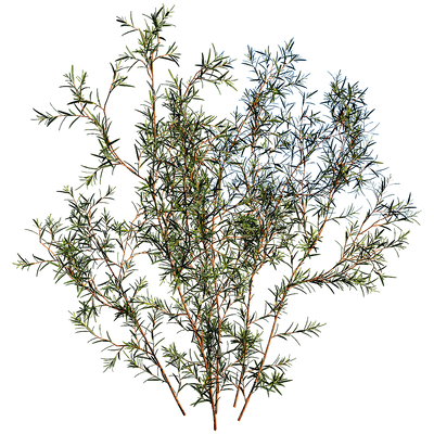 Chamelaucium Uncinatum蜡花植物3D模型（OBJ,FBX,MAX）