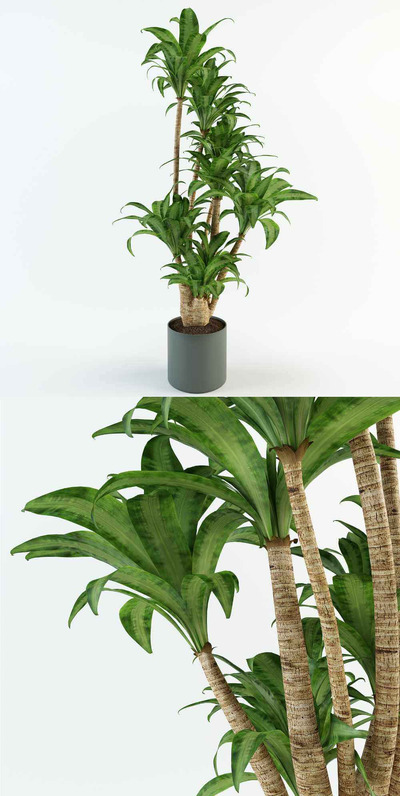 龙血树植物盆栽3D模型（OBJ,FBX,MAX）