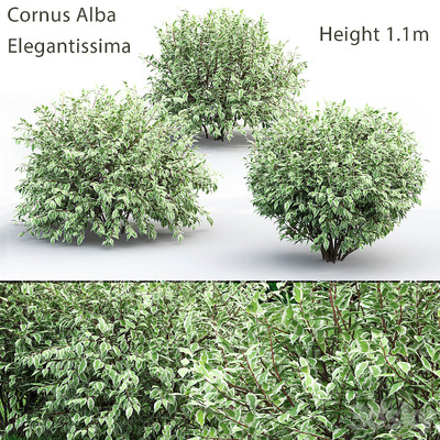 山茱萸植物灌木3D模型（FBX,MAX）