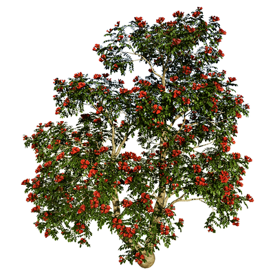 开花的火焰树3D模型（OBJ,FBX,MAX）