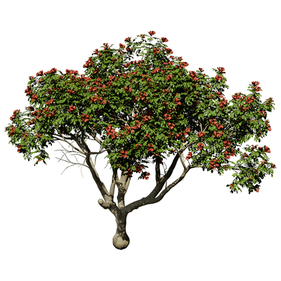 开花的火焰树3D模型（OBJ,FBX,MAX）