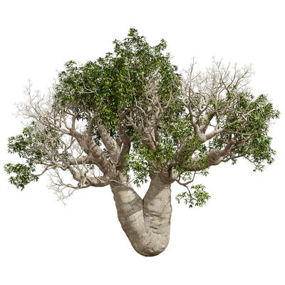 Adansonia Gregorii猴面包树3D模型（OBJ,FBX,MAX）