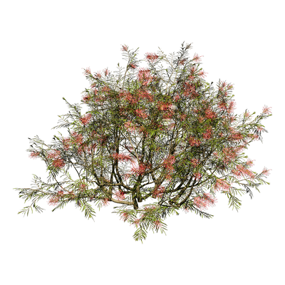 Grevillea Banksii开花的红花银桦树3D模型（OBJ,FBX,MAX）