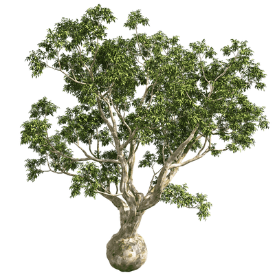 Eucalyptus camaldulensis赤桉树 景观树3D模型（OBJ,FBX,MAX）