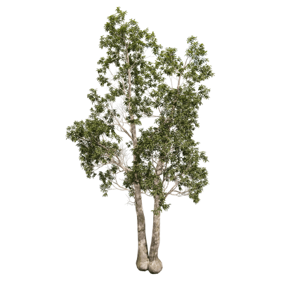 Eucalyptus camaldulensis赤桉树3D模型（OBJ,FBX,MAX）