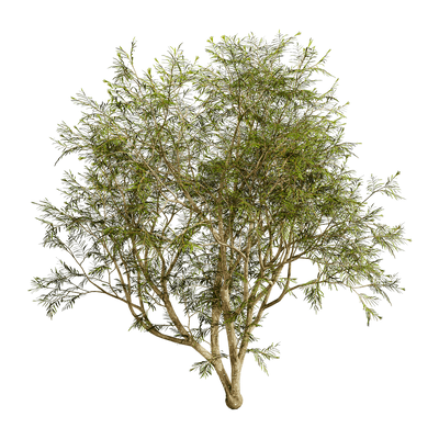 Grevillea Banksii红花银桦植物灌木3D模型（OBJ,FBX,MAX）