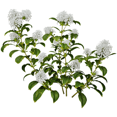 Cyrtanthera Carnea开花的珊瑚花植物 花枝3D模型（OBJ,FBX,MAX）