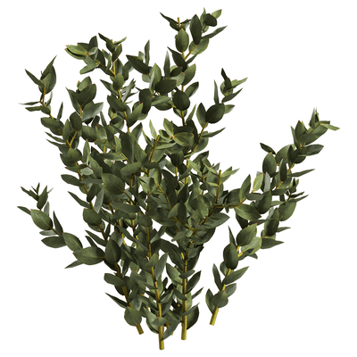 Leucadendron Discolor木百合植物3D模型（OBJ,FBX,MAX）