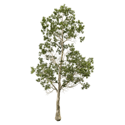 Eucalyptus camaldulensis赤桉树3D模型（OBJ,FBX,MAX）