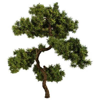 杜松 刺柏景观树3D模型（OBJ,FBX,MAX）