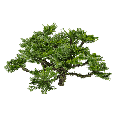 Selaginella Tamariscina卷柏植物3D模型（OBJ,FBX,MAX）