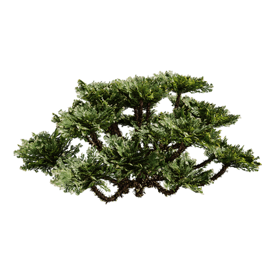 Selaginella Tamariscina卷柏植物3D模型（OBJ,FBX,MAX）
