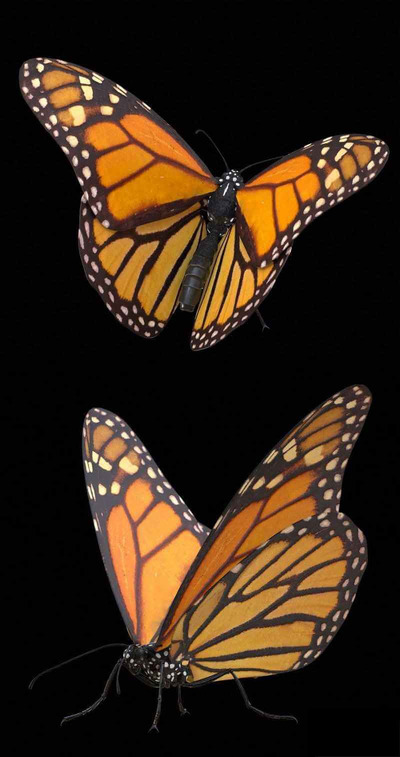 帝王蝶 蝴蝶low poly 3D模型（OBJ,FBX,MAX）