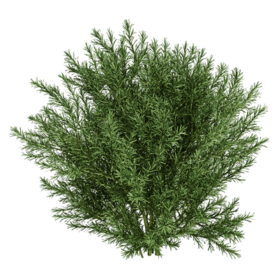Platycladus Orientails侧柏植物灌木3D模型（OBJ,FBX,MAX）