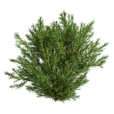 Platycladus Orientails侧柏植物灌木3D模型（OBJ,FBX,MAX）