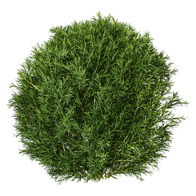 Platycladus Orientails球形侧柏植物灌木3D模型（OBJ,FBX,MAX）