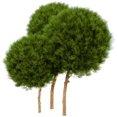 Platycladus Orientails球形侧柏植物景观3D模型（OBJ,FBX,MAX）