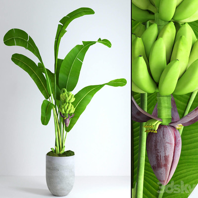 香蕉树和苔藓植物盆栽3D模型（OBJ,MAX）