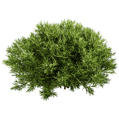 Sabina Pingii香柏植物灌木3D模型（OBJ,FBX,MAX）