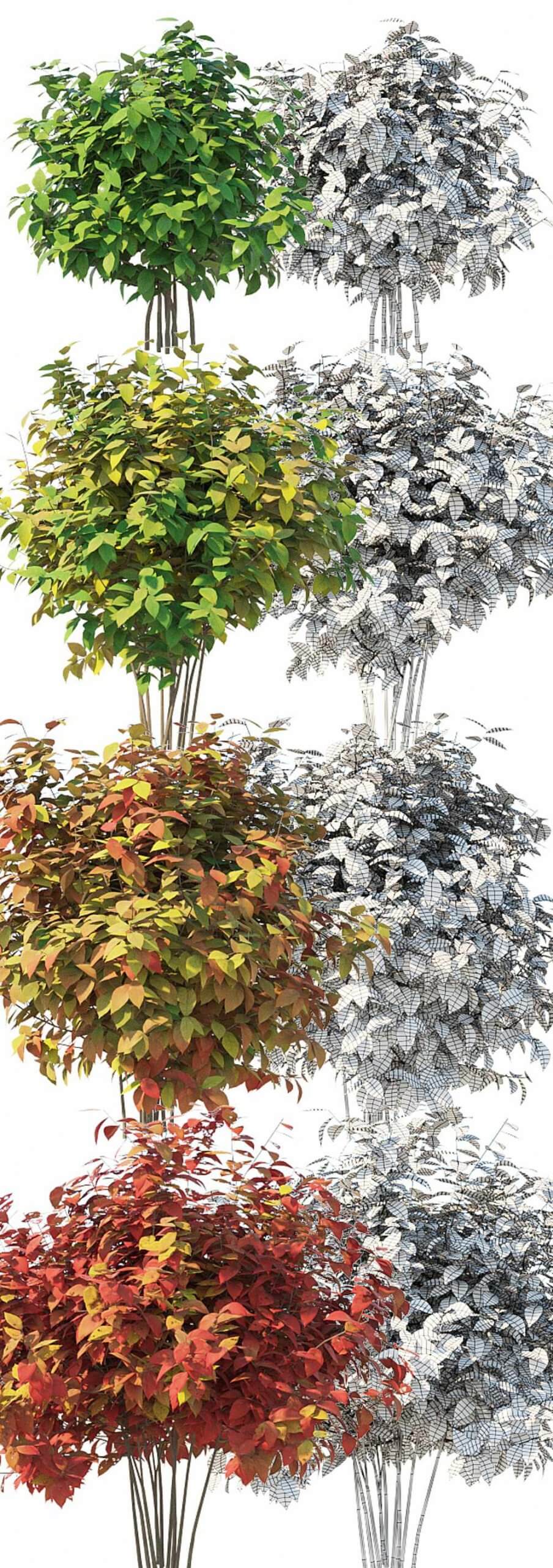 秋天的植物灌木3D模型（OBJ,MAX）