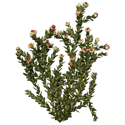 开花的Leucadendron Discolor木百合植物 花丛3D模型（OBJ,FBX,MAX）